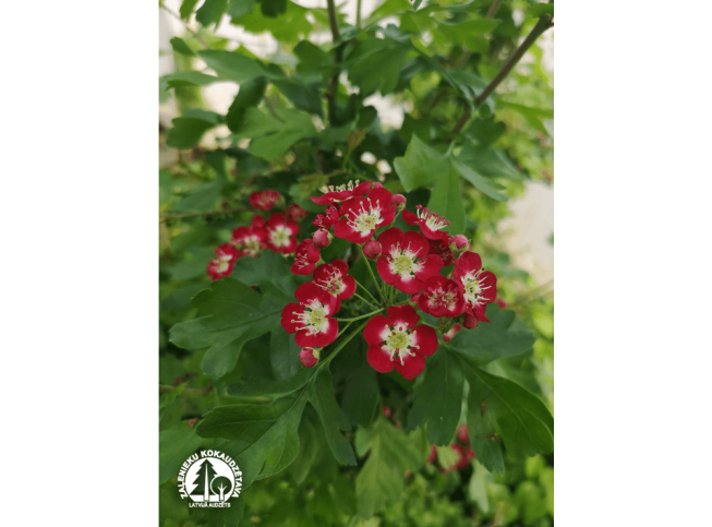 Crataegus laevigata   'Crimson Cloud'
